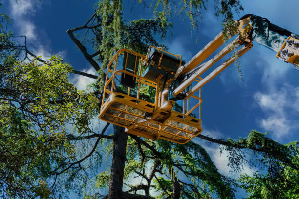 Morrisville, VT Tree Services Company