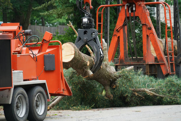 Mulching Services in Morrisville, VT