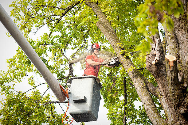 Best Commercial Tree Services  in Morrisville, VT